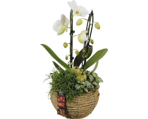 Arrangement Orchidee im Korb Ø 20 cm FloraSelf