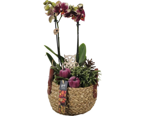 Arrangement Orchidee im Korb Ø 17 cm FloraSelf