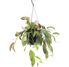 Hoya Hanging Plant im Topf