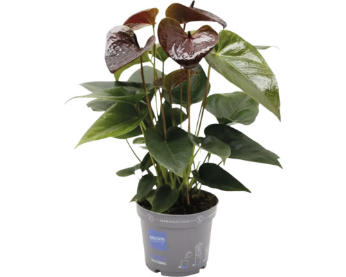 Flamingoblume/ Anthurie FloraSelf Anthurium 'Black Essencia' Ø 12 cm Topf