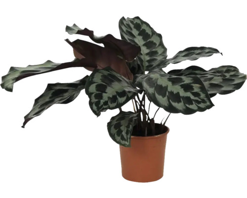 Korbmarante FloraSelf Calathea 'Kennedy' Ø 14 cm Topf