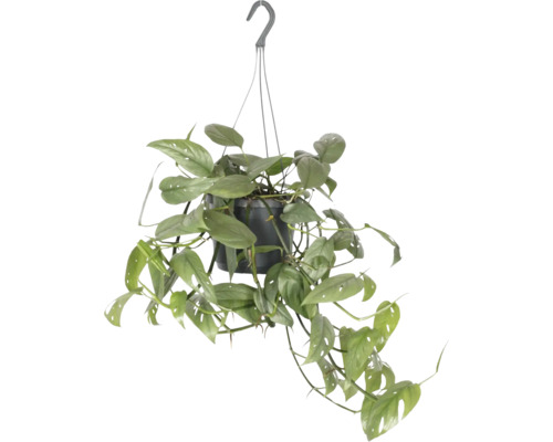 Efeutute Ampel FloraSelf Scindapsus 'Cebu Blue' Ø 17 cm Topf, Blumenampel als Set Hängepflanze mit grünen Blättern in einem Topf mit Aufhänger