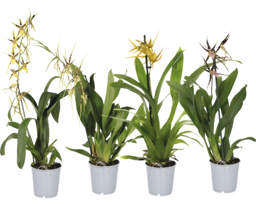 Spinnenorchidee Mix FloraSelf Brassia Ø 12 cm Topf 1 Rispe