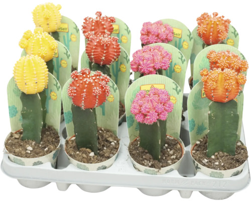 Kaktus FloraSelf Gymnocalycium Geent Mix Ø 8,5 cm Topf zufällige Sortenauswahl Mehrfarbiger Kaktus in Töpfen in einer Halterung