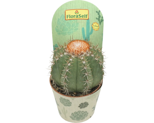 Kaktus FloraSelf Melocactus matanzanus Ø 10,5 Topf