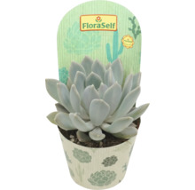 FloraSelf Sukkulente im Topf