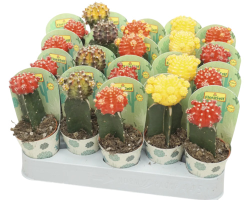 Kaktus FloraSelf Gymnocalycium Geent Mix Ø 5,5 cm Topf zufällige Sortenauswahl Verschiedenfarbige Kaktus-Topfpflanzen auf einem Display