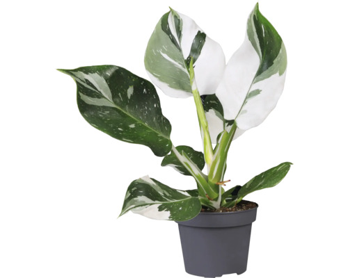 Baumfreund white Mix FloraSelf Philodendron in Sorten H 20-30 cm Ø 12 cm Topf Philodendron Zimmerpflanze in einem Topf