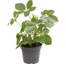 Schefflera Zimmerpflanze im Topf
