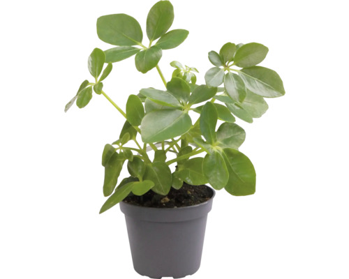 Schefflera Zimmerpflanze im Topf