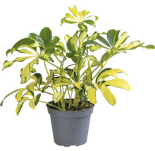 Schefflera Zimmerpflanze im Topf