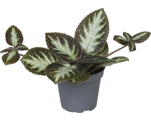 Episcie, Schattenröhre Mix FloraSelf Episcia Ø 6 cm Topf, zufällige Sortenauswahl Zimmerpflanze mit samtigen Blättern im Topf