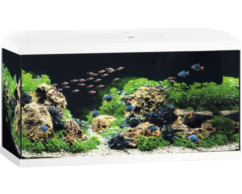 Aquarium JUWEL Primo 110 LED 2.0 inkl. Abdeckung, Bioflow Super Filter, Eccoflow Pumpe, AquaHeat Pro, NovoLux LED ca. 81 x 36 x 43,5 cm, ca. 110 l weiß Eingerichtetes Aquarium mit Fischen, Pflanzen und Dekoration