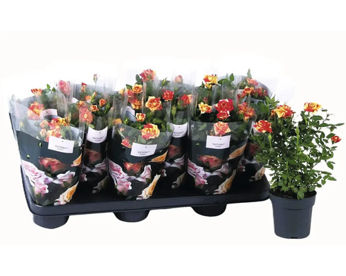 Tablett mit Topfrosen, verpackt in dekorativer Folie, und eine einzelne Topfrose