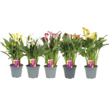 Mehrfarbige Zantedeschia-Pflanzen in Töpfen.