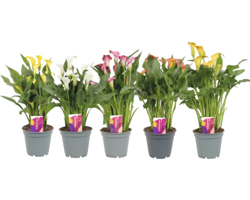 Mehrfarbige Zantedeschia-Pflanzen in Töpfen.