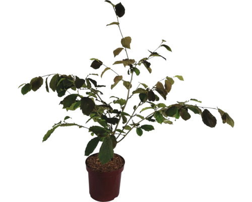 Orange Zaubernuss Hamamelis intermedia 'Jelena' H 60-80 cm Co 7,5 L Winterblüher Haselnussstrauch im Topf