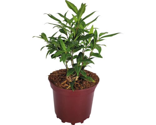 Lorbeerbaum im Topf mit grünen Blättern