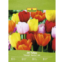 FloraSelf Tulpen Triumph Aurora Mischung, 20 Stück