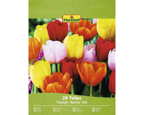 FloraSelf Tulpen Triumph Aurora Mischung, 20 Stück