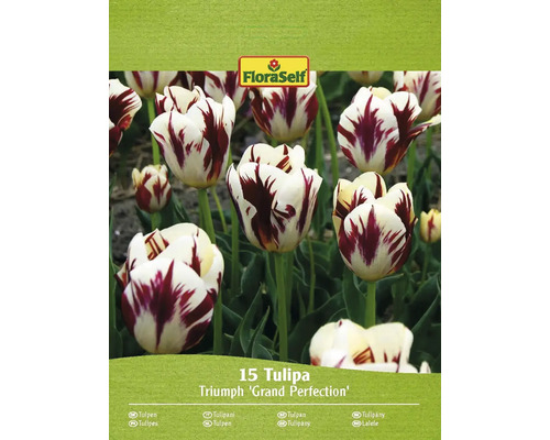 Blumenzwiebel Tulpe FloraSelf 'Grand Perfection' 15 Stück