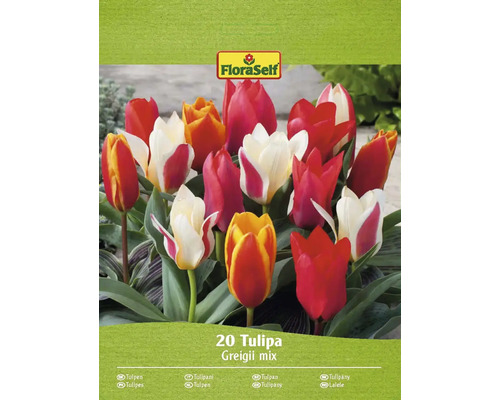 Blumenzwiebel Tulpe FloraSelf 'Greigi' 20 Stück