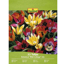FloraSelf 33 Tulpen Botanical Wild Cottage Mischung