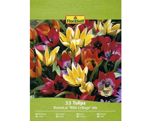 FloraSelf 33 Tulpen Botanical Wild Cottage Mischung