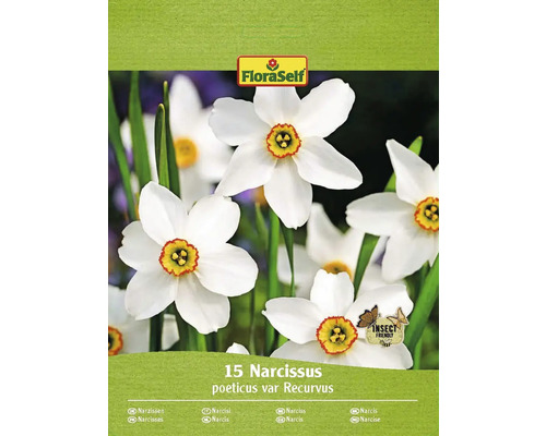 Blumenzwiebel Narzisse FloraSelf ' Recurvus ' 15 Stück