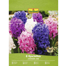 FloraSelf Hyazinthen Orientalis Mix Packung mit acht Stück