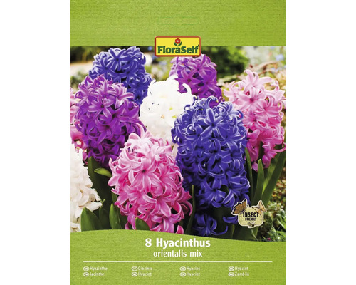 FloraSelf Hyazinthen Orientalis Mix Packung mit acht Stück