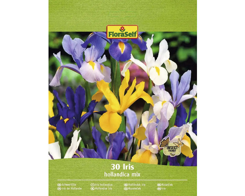 Blumenzwiebel Schwertlilie FloraSelf ' Hollandica Mixed ' 30 Stück