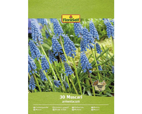 Blumenzwiebel Traubenhyazinthe FloraSelf ' Armeniacum ' 30 Stück