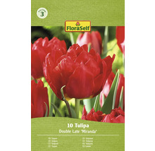 Verpackung mit 10 gefüllten späten Tulpen der Sorte Miranda