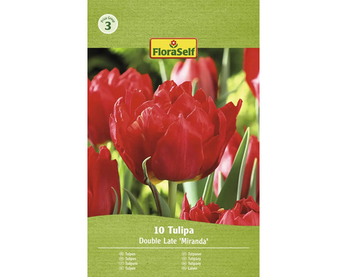 Verpackung mit 10 gefüllten späten Tulpen der Sorte Miranda