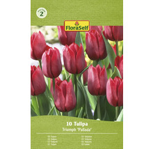 Verpackung mit zehn Triumph Tulpen Pallada