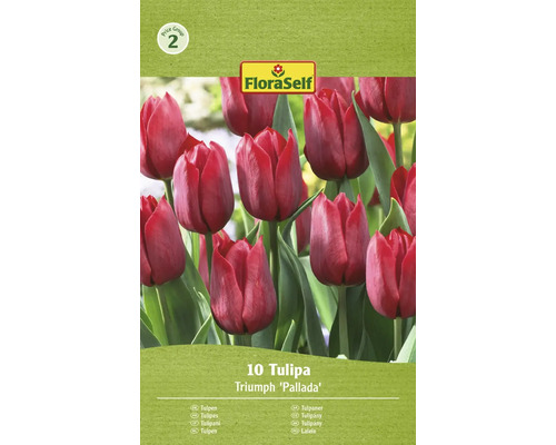 Verpackung mit zehn Triumph Tulpen Pallada