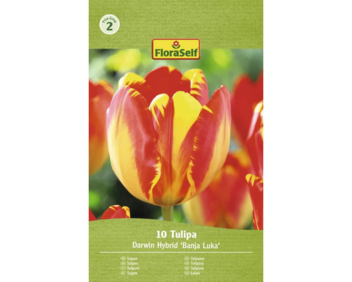 Blumenzwiebel Tulpe FloraSelf ' Banja Luka ' 10 Stück