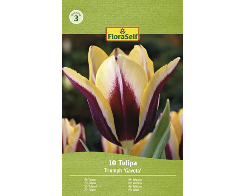 Blumenzwiebel Tulpe FloraSelf ' Gavota ' 10 Stück
