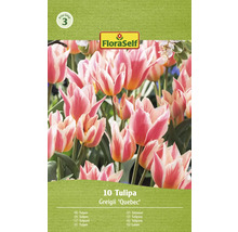 Packung mit 10 Tulipa Greigii ''Quebec'' Blumenzwiebeln