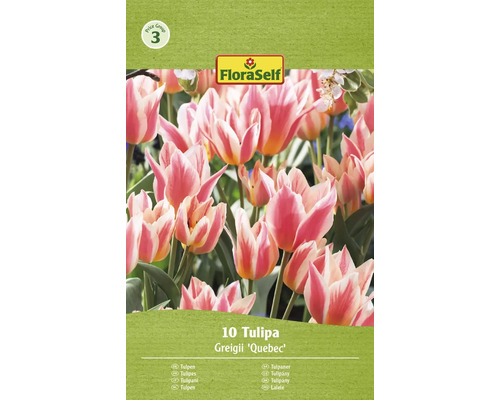Blumenzwiebel Tulpe FloraSelf ' Quebec ' 10 Stück