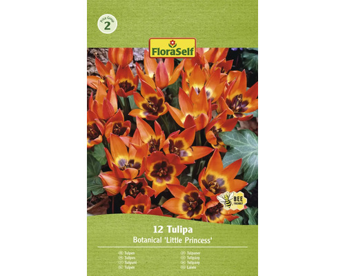 Blumenzwiebel Tulpe FloraSelf ' Pulchella (Humilis) Little Princess ' 12 Stück FloraSelf Tulpen Botanical Little Princess, Packung mit zwölf Stück