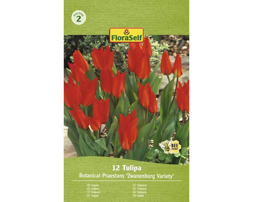 Blumenzwiebel Tulpe FloraSelf ' Praestans Zwanenburg ' 12 Stück