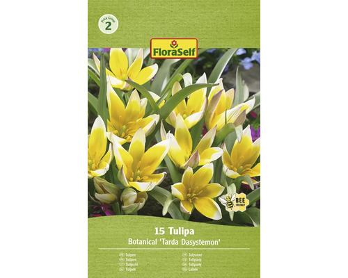 Blumenzwiebel Tulpe FloraSelf ' Tarda Dasystemon ' 15 Stück
