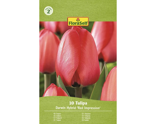 Blumenzwiebel Tulpe FloraSelf ' Red Impression ' 10 Stück