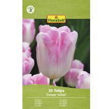 FloraSelf Tulpe Triumph Infiniti, Packung mit 10 Stück