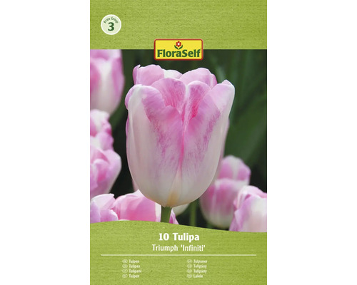 FloraSelf Tulpe Triumph Infiniti, Packung mit 10 Stück