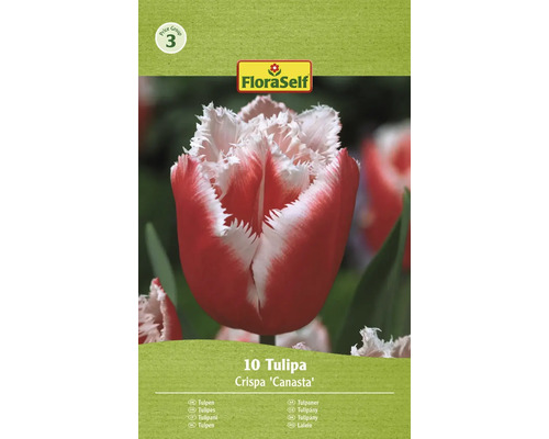 Blumenzwiebel Tulpe FloraSelf ' Canasta ' 10 Stück