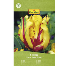 Verpackung mit acht Papageien-Tulpen der Sorte ''Texas Flame''