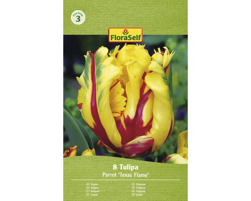 Blumenzwiebel Tulpe FloraSelf ' Texas Flame ' 8 Stück